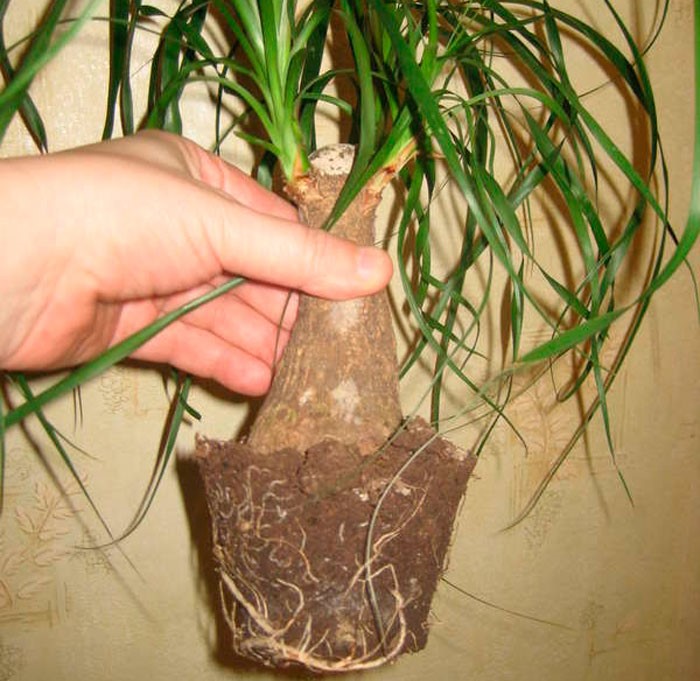 Бутылочное дерево комнатное – уход за растениями от «Серисса»