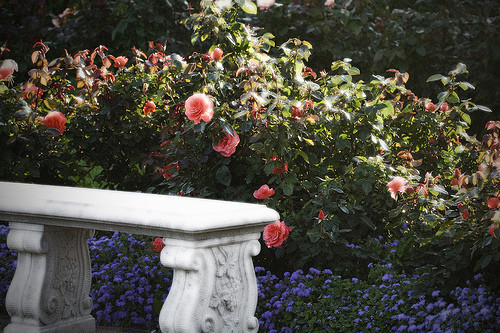 Аллея из роз на садовом участке (66 фото)