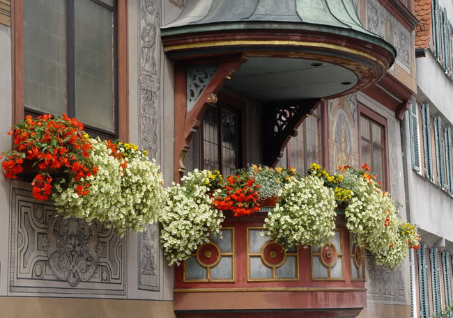 Украшение балконов цветами, уход за комнатными растениями