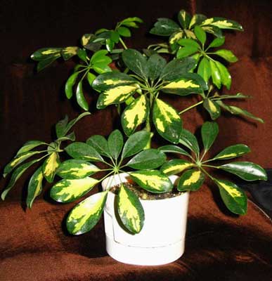 уход за комнатными цветами