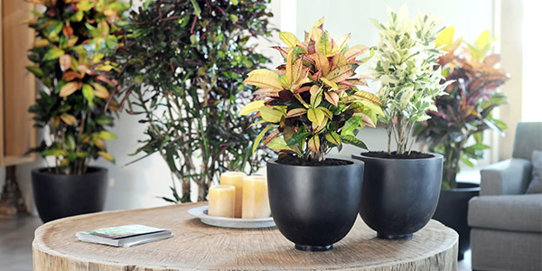 Фитодизайн интерьера помещения в Москве по низкой цене