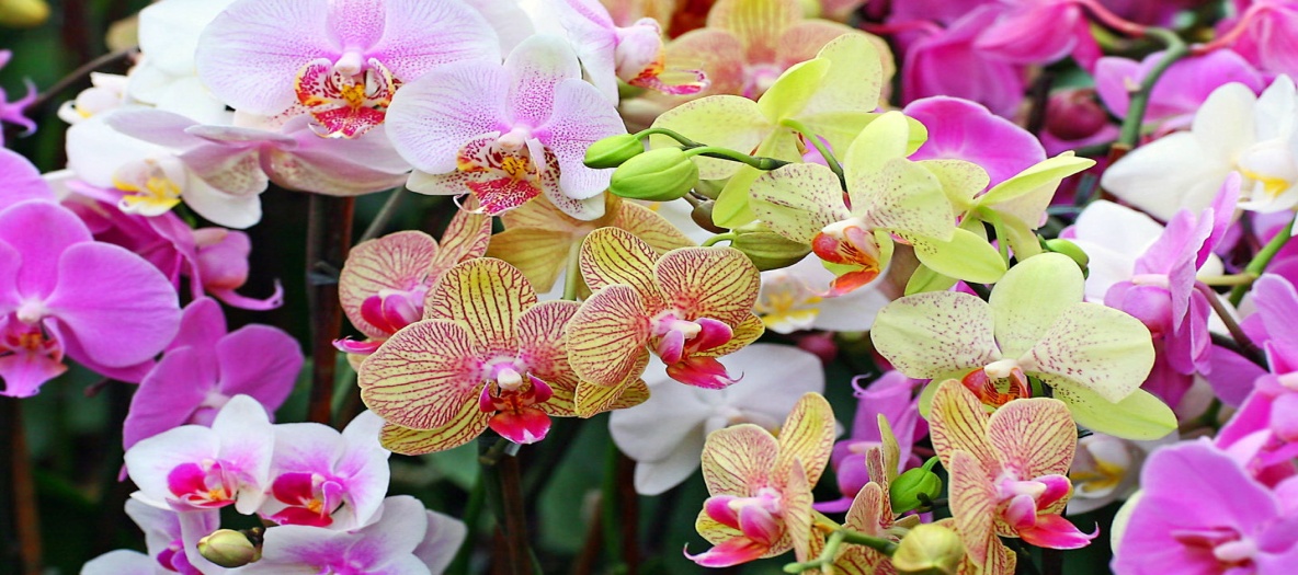 Разнообразие комнатных орхидей